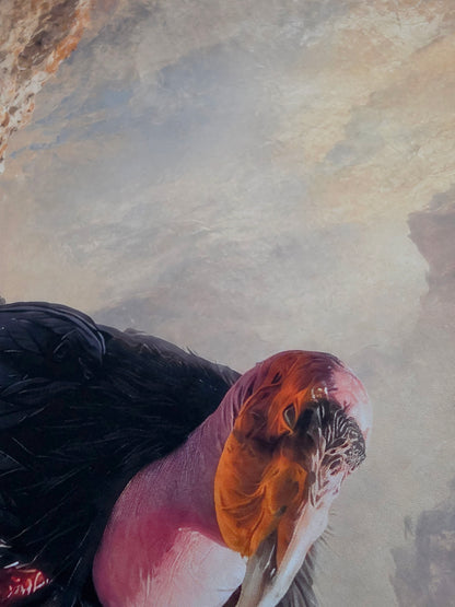 Close-up of a large bird with a pink head and black feathers against a rocky background