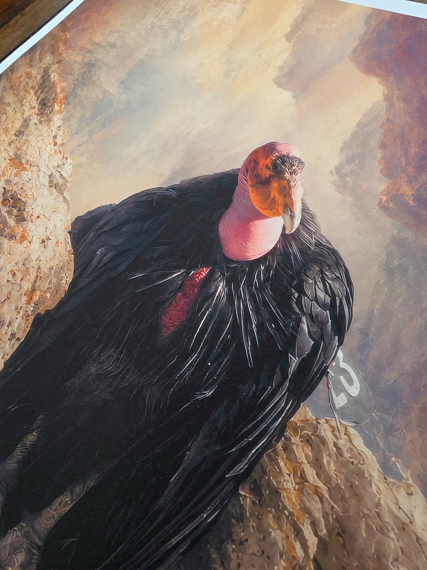 Close-up of a California condor with a rocky background