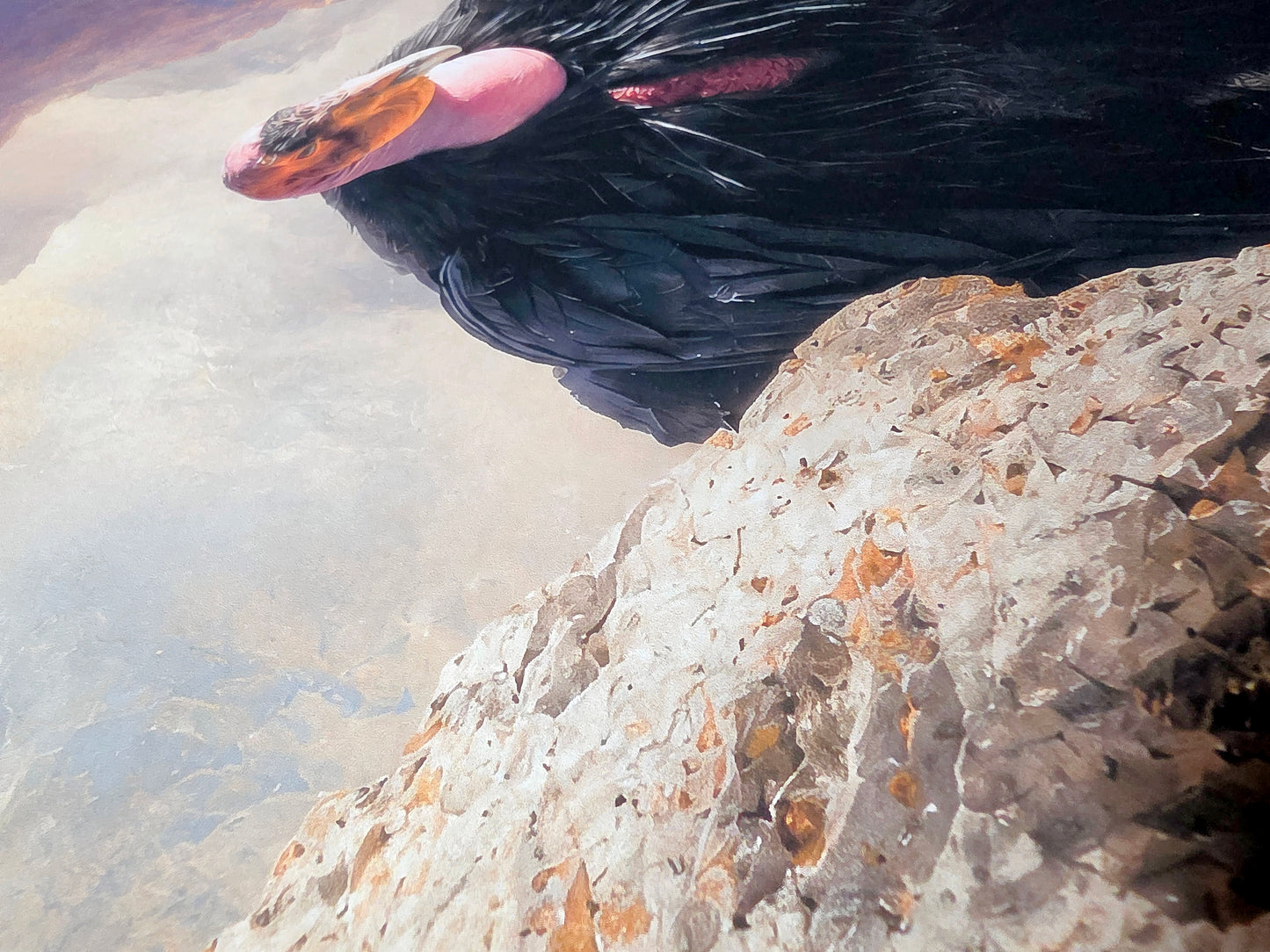 Black bird with a pink beak on a rocky surface