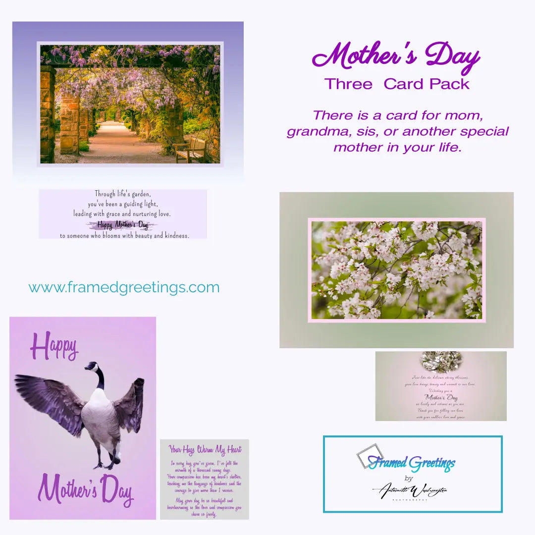 Mother's Day Card Variety  (3pk) 2024 Antoinette Washington Photography