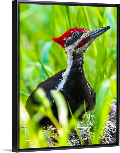 Pileated Woodpecker Antoinette Washington Photography
