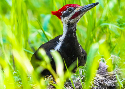 Forest Focus – Pileated Woodpecker in the Smoky Mountains