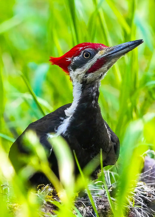 Pileated Woodpecker Antoinette Washington Photography