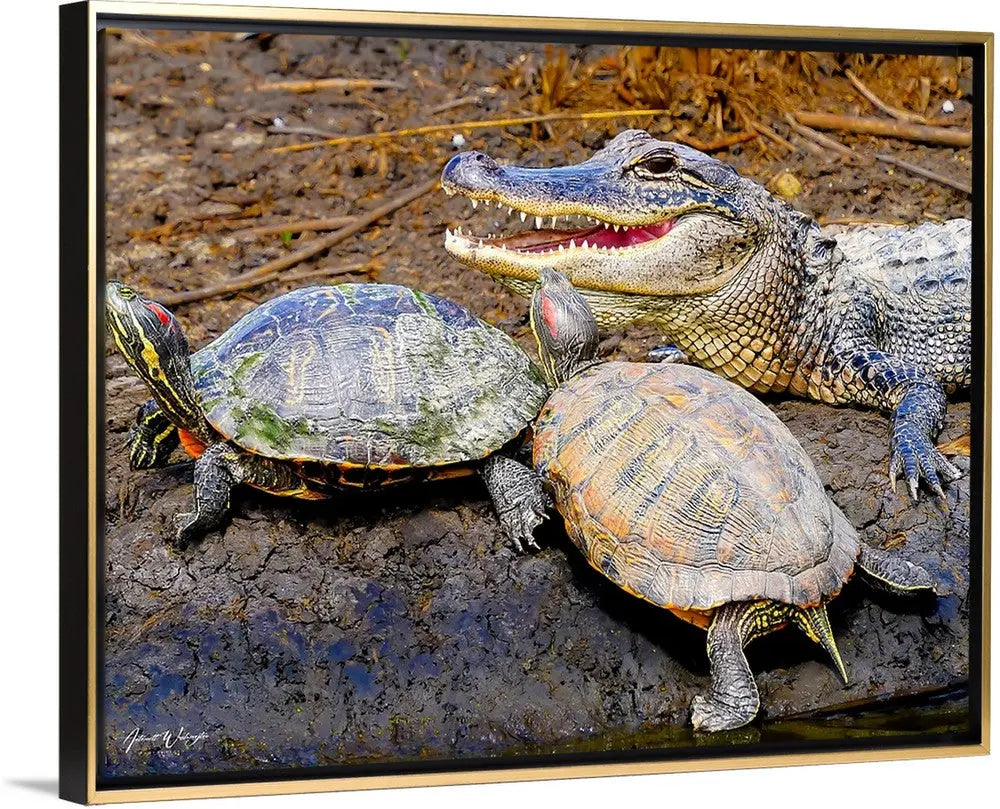 Reptile Soup Antoinette Washington Photography