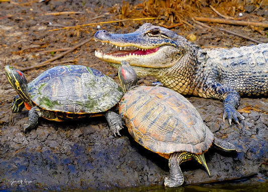 Reptile Soup Antoinette Washington Photography