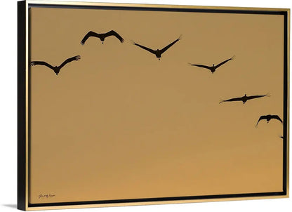 Sandhill Cranes Sunrise Antoinette Washington Photography