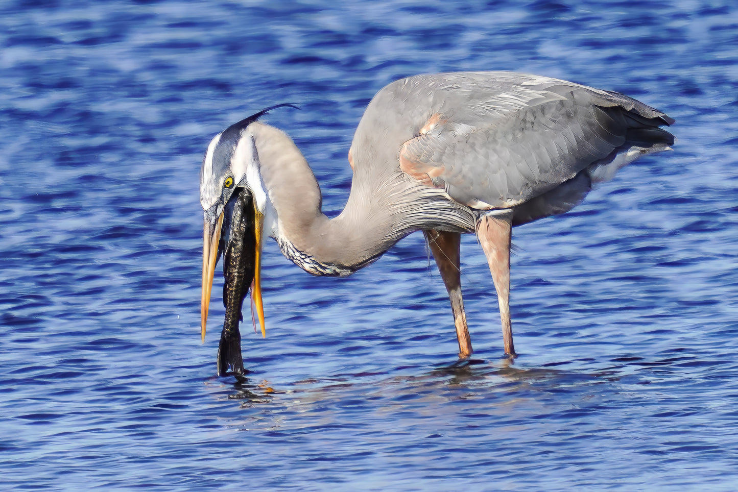 Hooked – Great Blue Heron Wildlife Photography Print