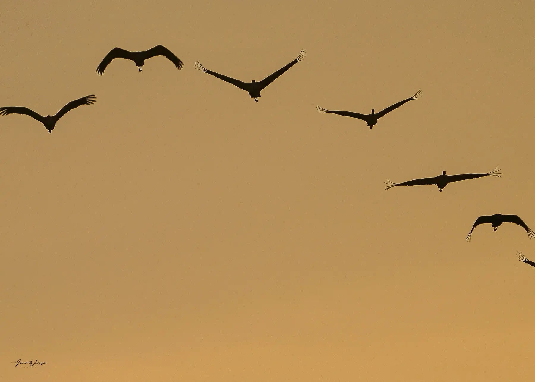 Sandhill Cranes Sunrise Antoinette Washington Photography
