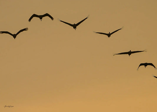 Sandhill Cranes Sunrise Antoinette Washington Photography