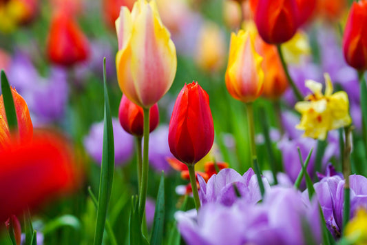 Tulip Bulbs Antoinette Washington Photography
