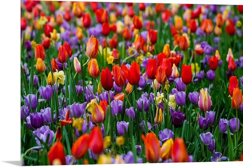 Tulip Garden Antoinette Washington Photography