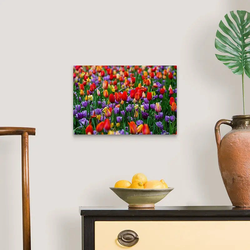 Tulip Garden Antoinette Washington Photography