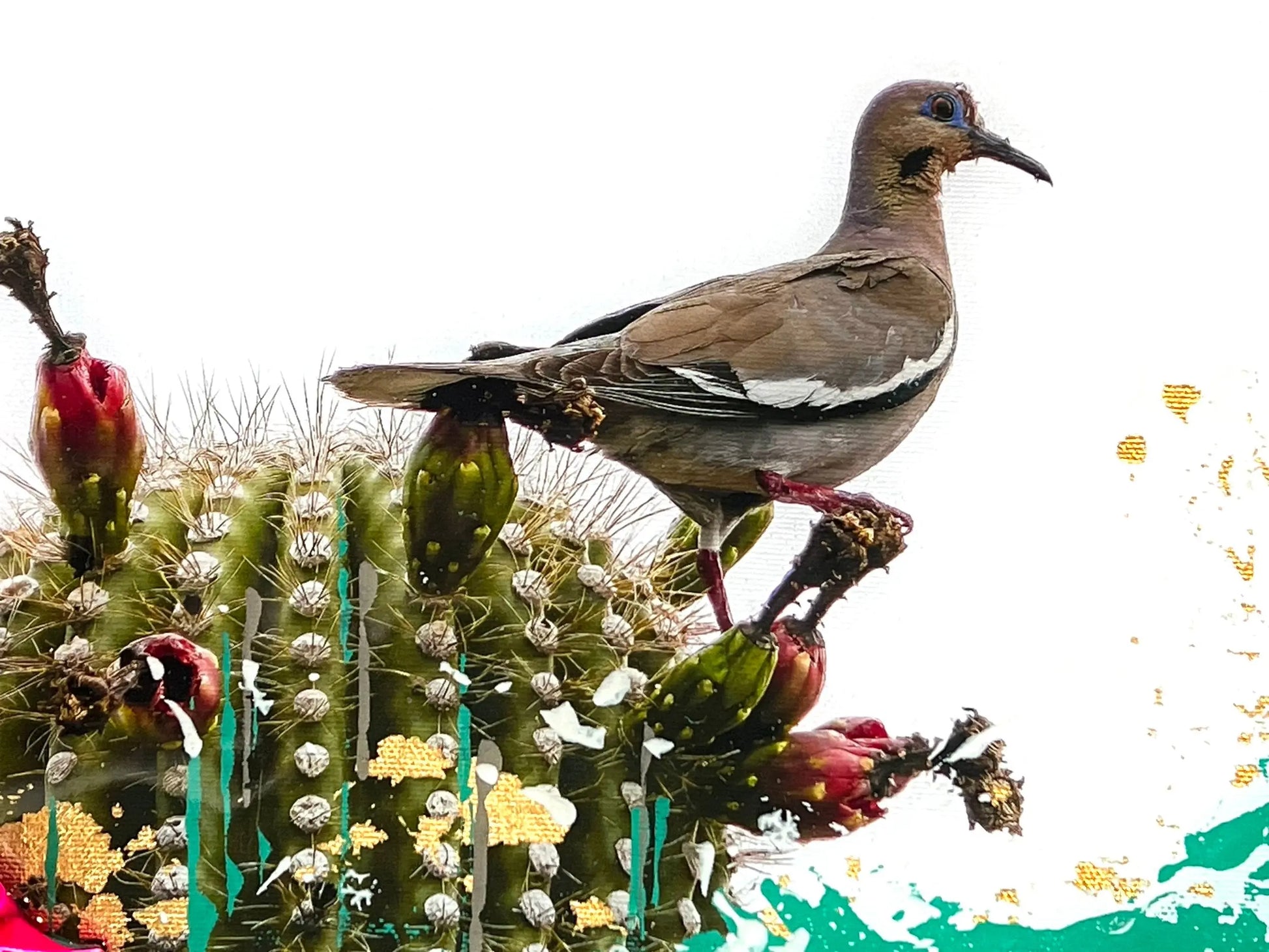 Wild Luxe Collab - White-winged Dove Antoinette Washington Photography