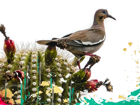 Wild Luxe Collab - White-winged Dove Antoinette Washington Photography