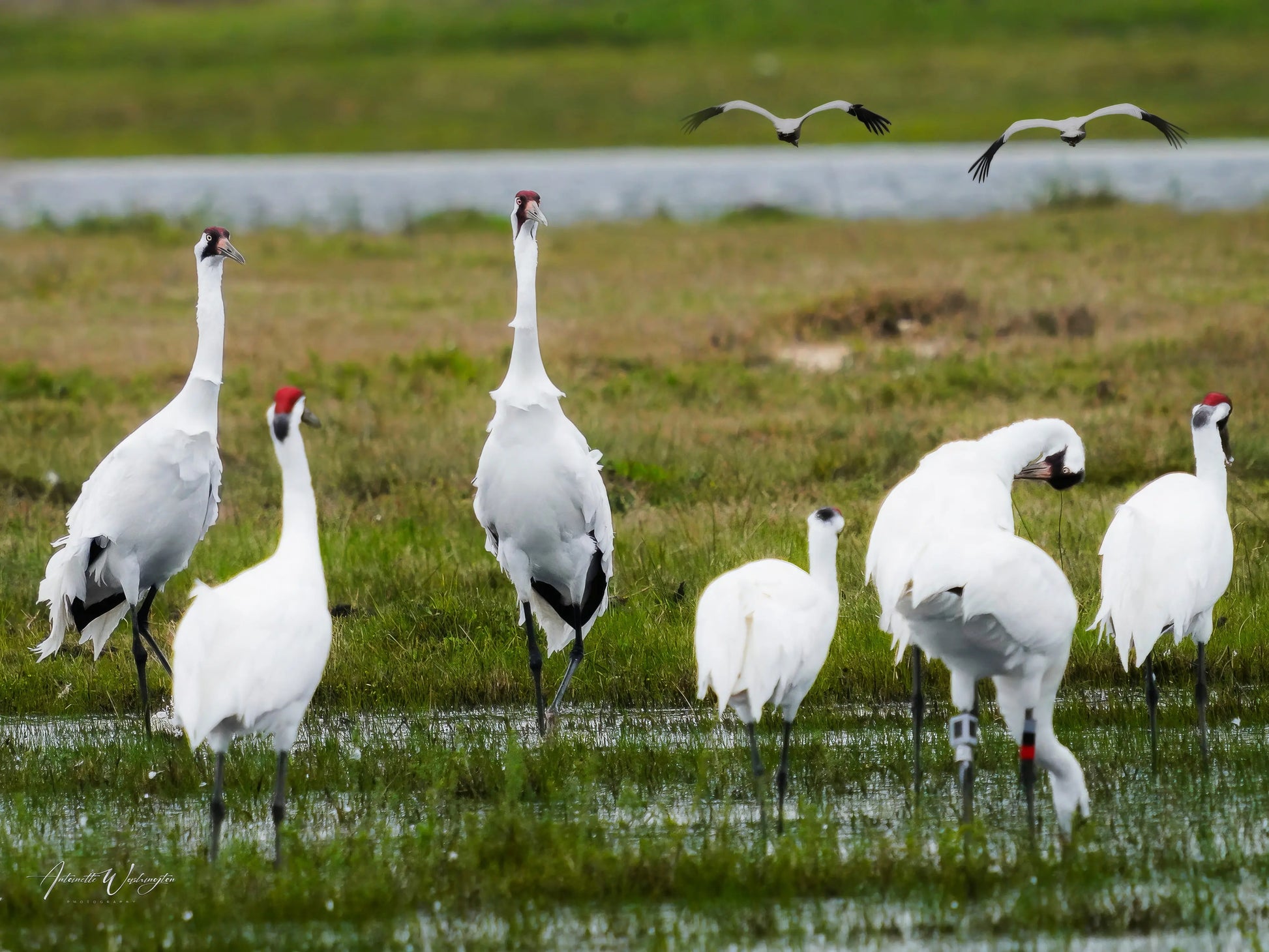 Whooping Cranes Antoinette Washington Photography