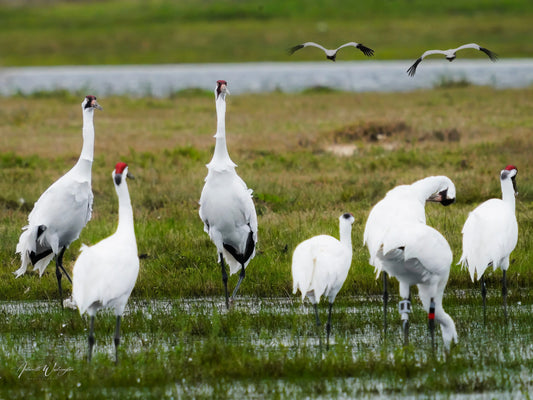 Whooping Cranes Antoinette Washington Photography