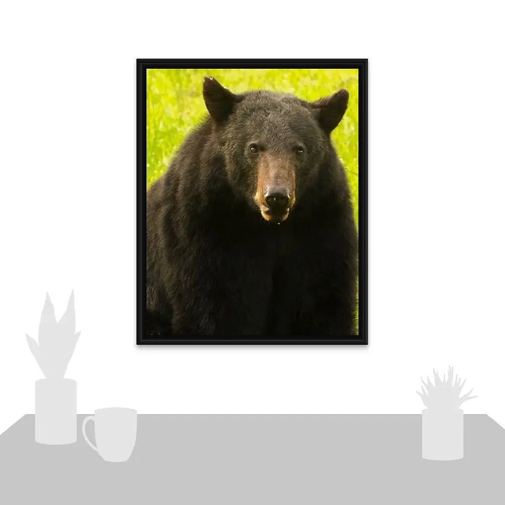 Black Bear Antoinette Washington Photography