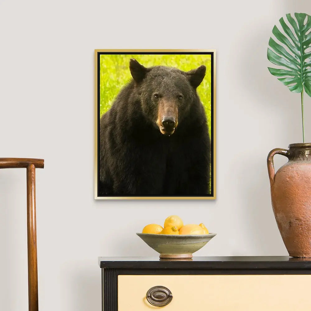 Black Bear Antoinette Washington Photography