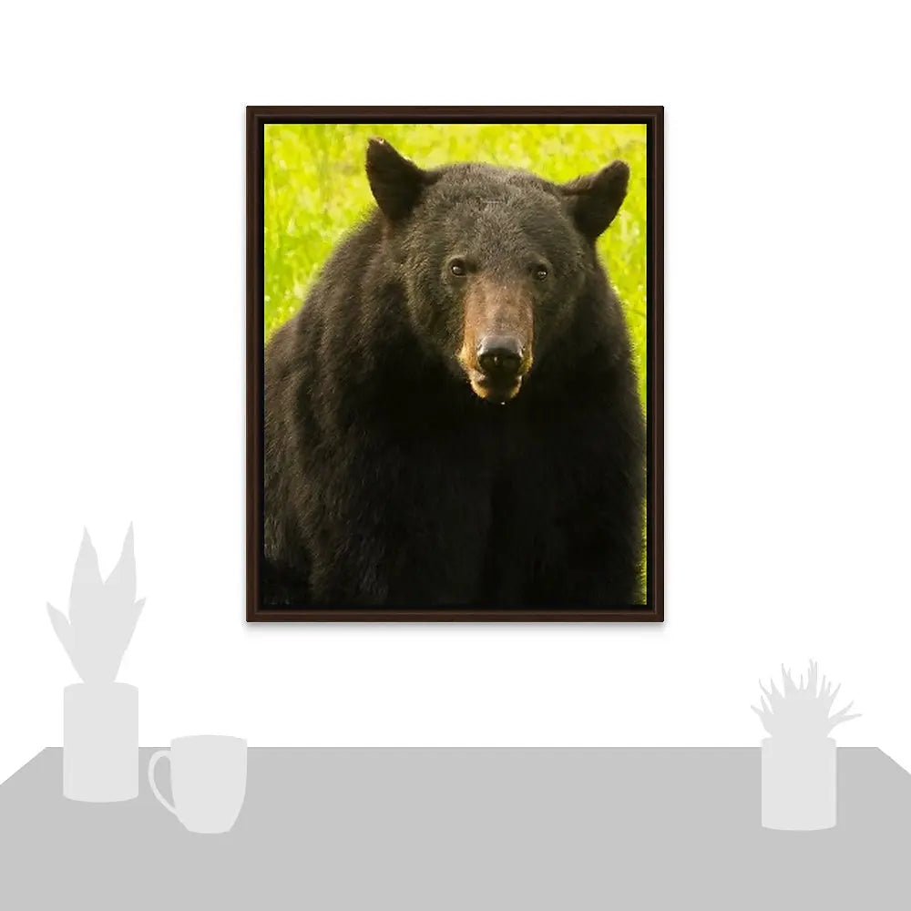 Black Bear Antoinette Washington Photography