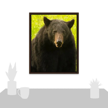 Black Bear Antoinette Washington Photography