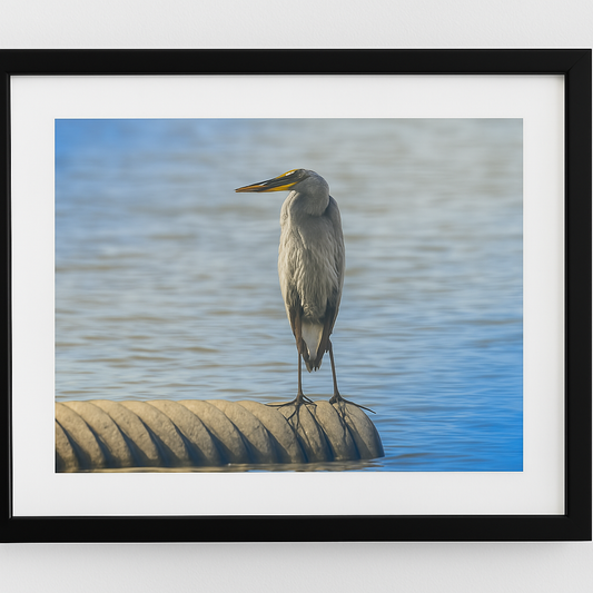 Still Waters – Young Blue Heron