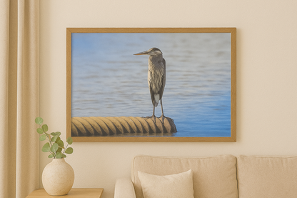 Still Waters – Young Blue Heron