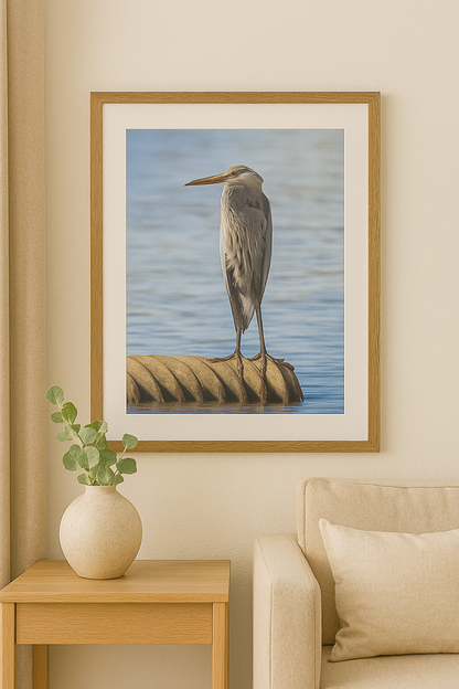 Still Waters – Young Blue Heron