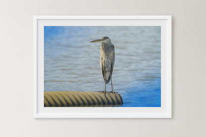 Still Waters – Young Blue Heron