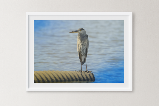 Still Waters – Young Blue Heron