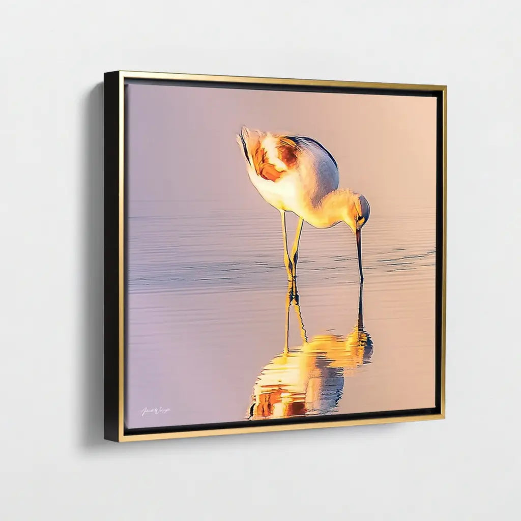 American Avocet Antoinette Washington Photography