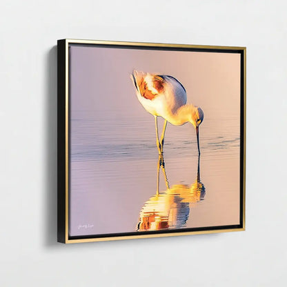 American Avocet Antoinette Washington Photography