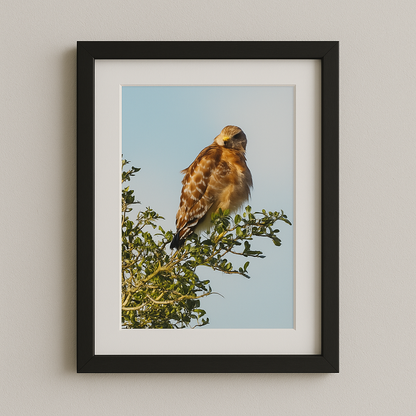 Watchful Majesty – Red-shouldered Hawk