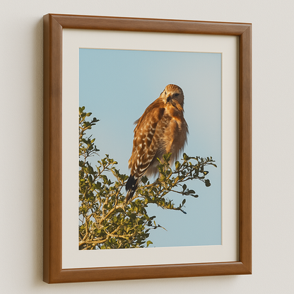 Watchful Majesty – Red-shouldered Hawk