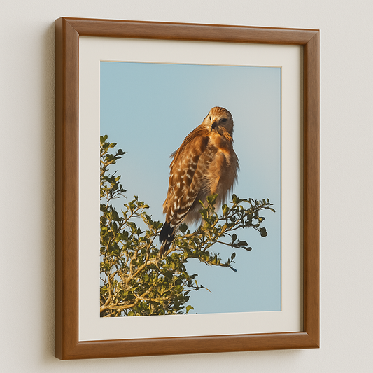 Watchful Majesty – Red-shouldered Hawk