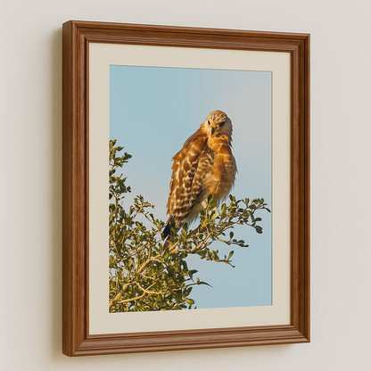 Watchful Majesty – Red-shouldered Hawk