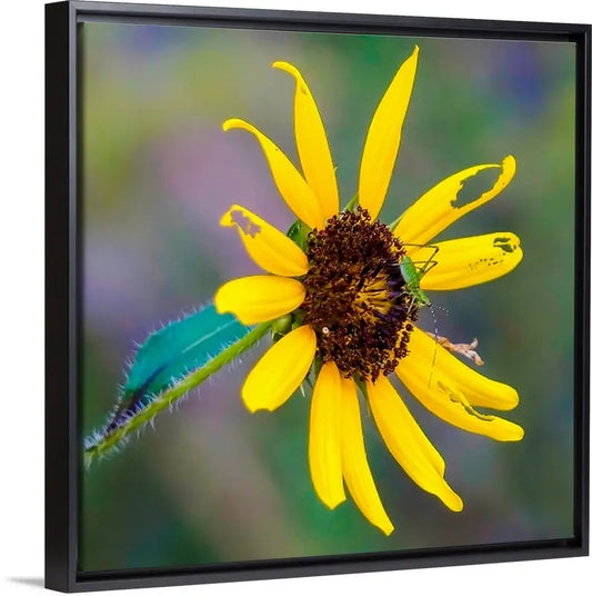 Perfectly Imperfect Wildflower Antoinette Washington Photography