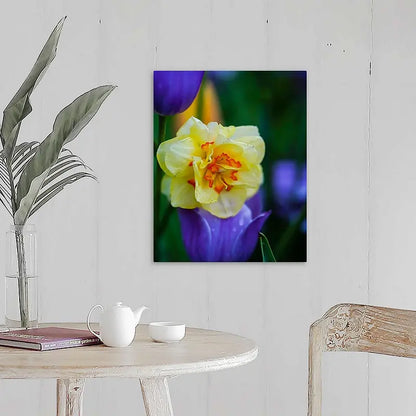 Yellow Daffodil with Purple Tulips Antoinette Washington Photography