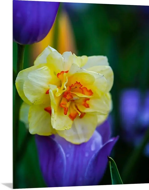 Yellow Daffodil with Purple Tulips Antoinette Washington Photography