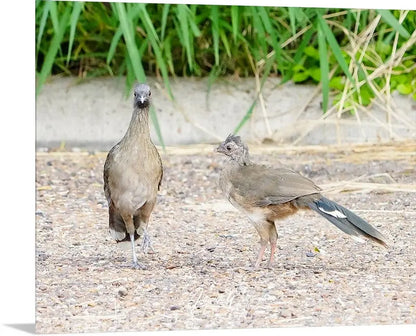 Chackalaka Antoinette Washington Photography