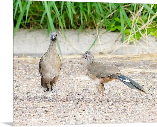 Chackalaka Antoinette Washington Photography