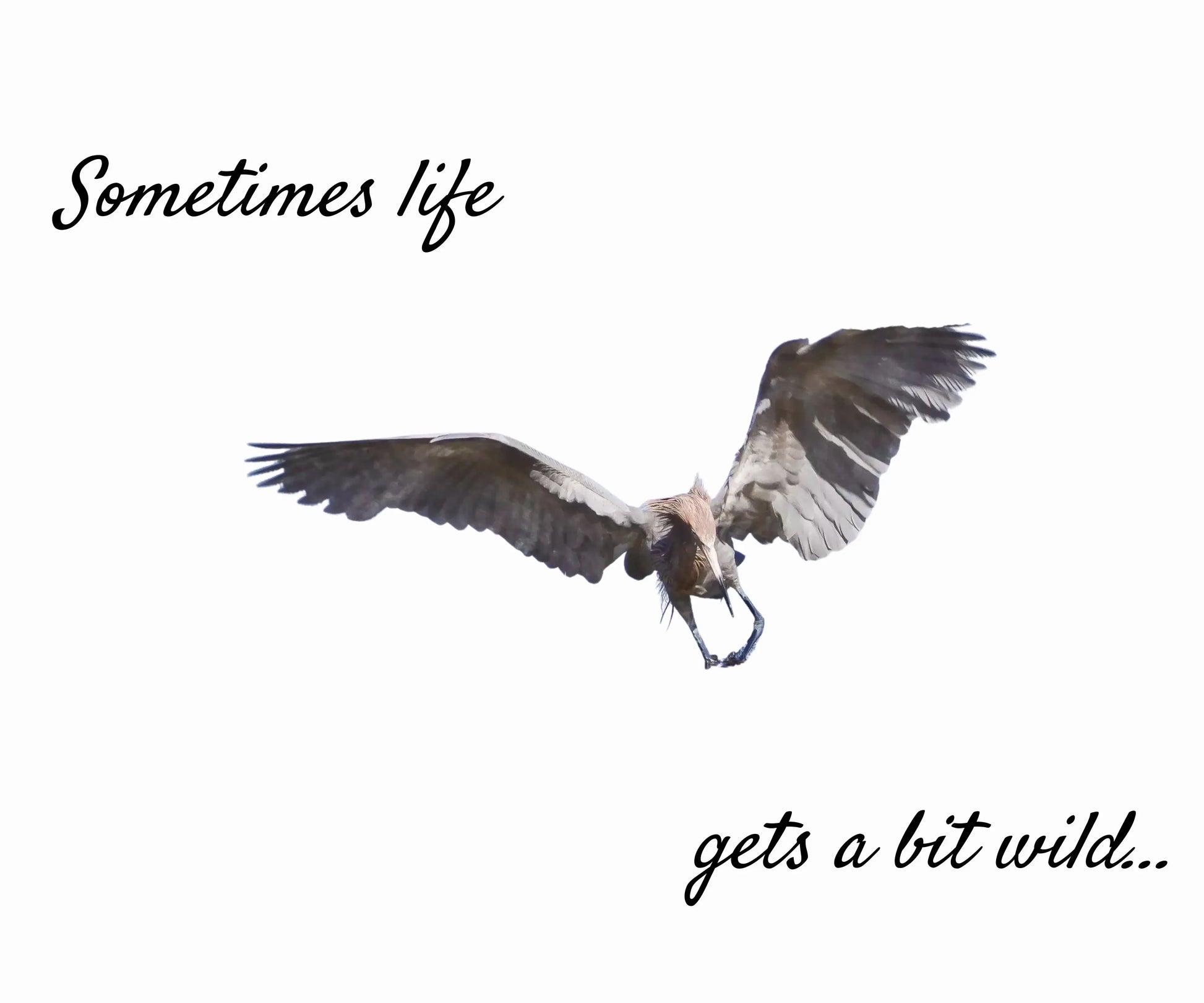 Life Gets a Bit Wild Note Cards with Reddish Egret (10pk) Antoinette Washington Photography