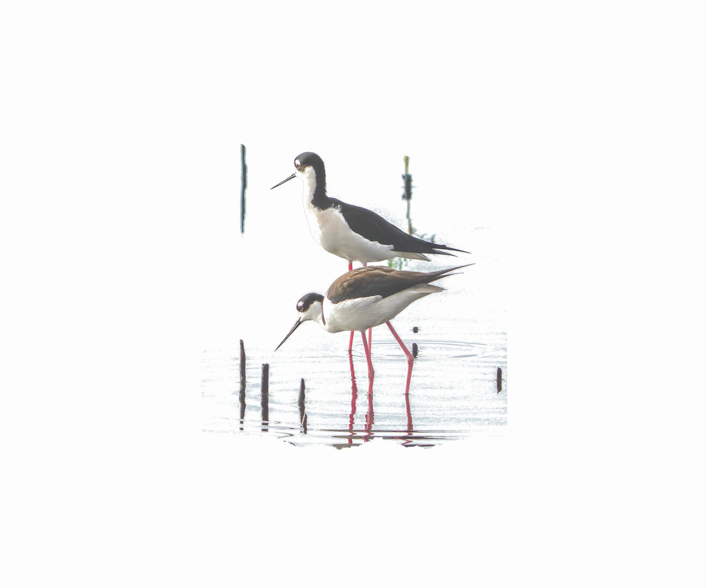 Note Cards with Black-Necked Stilt Bird (10pk) Antoinette Washington Photography