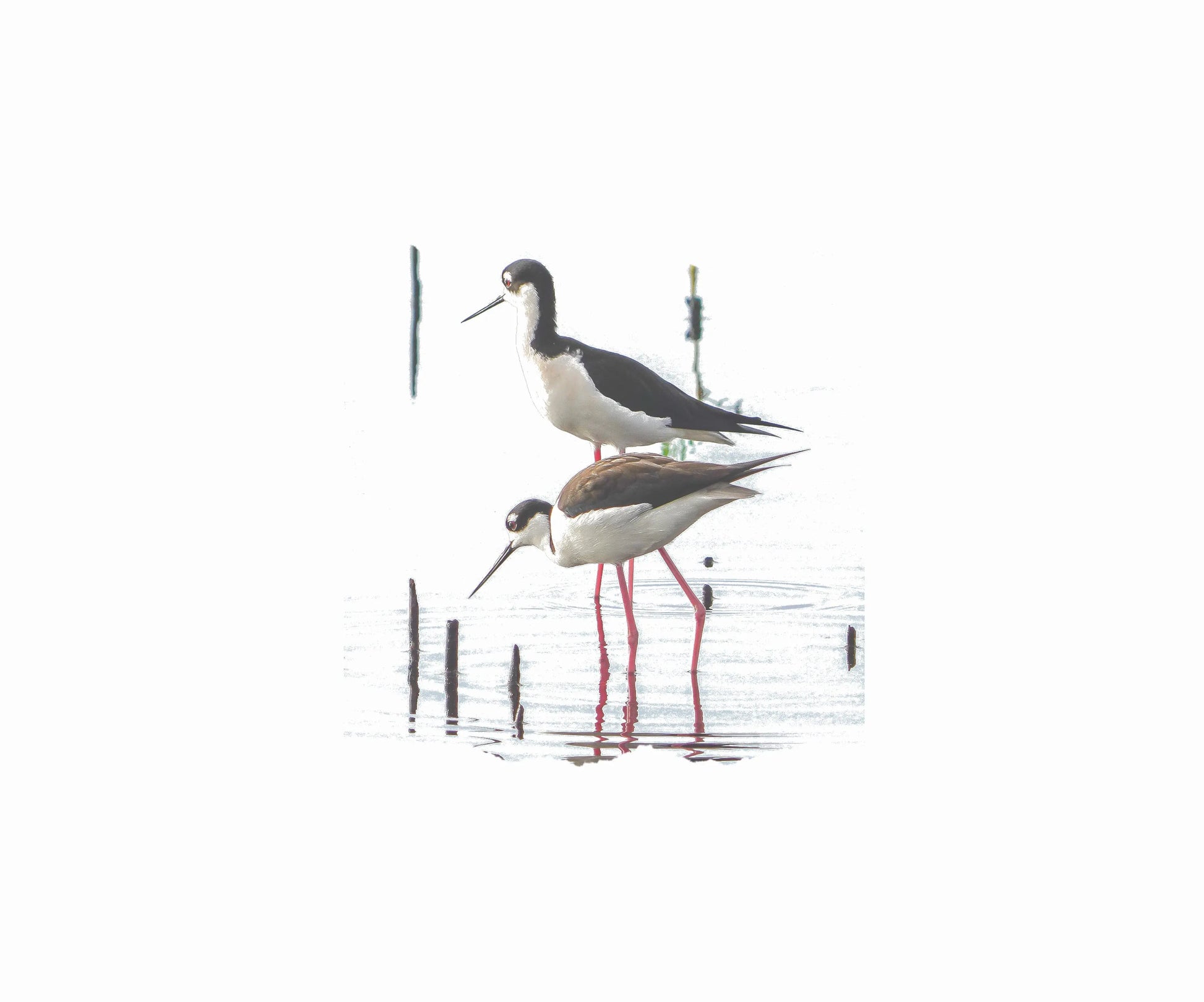 Note Cards with Black-Necked Stilt Bird (10pk) Antoinette Washington Photography