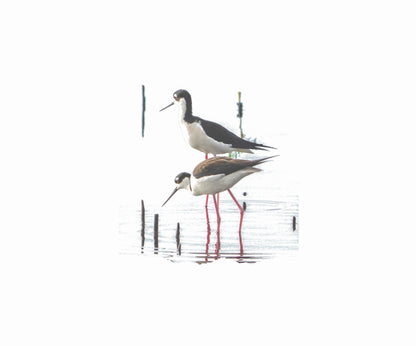 Note Cards with Black-Necked Stilt Bird (10pk) Antoinette Washington Photography