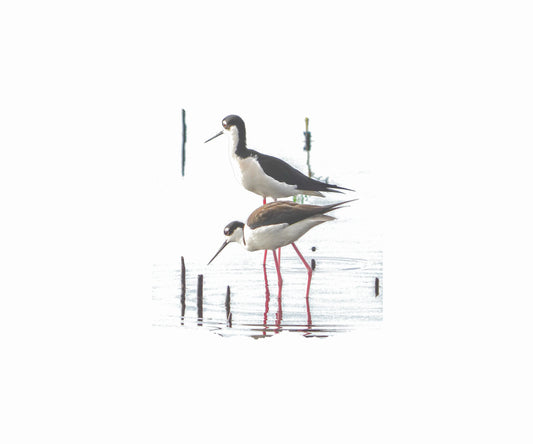 Note Cards with Black-Necked Stilt Bird (10pk) Antoinette Washington Photography