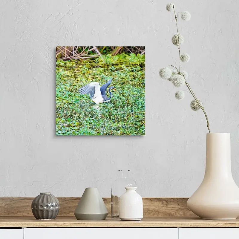 Tri-Colored Heron T W Media