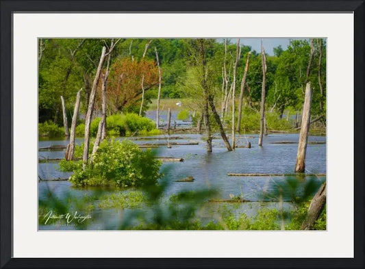 Texas Swampy Antoinette Washington Photography