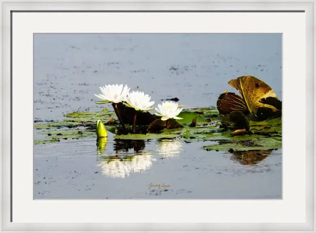 Water Lilies Antoinette Washington Photography