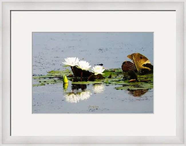 Water Lilies Antoinette Washington Photography