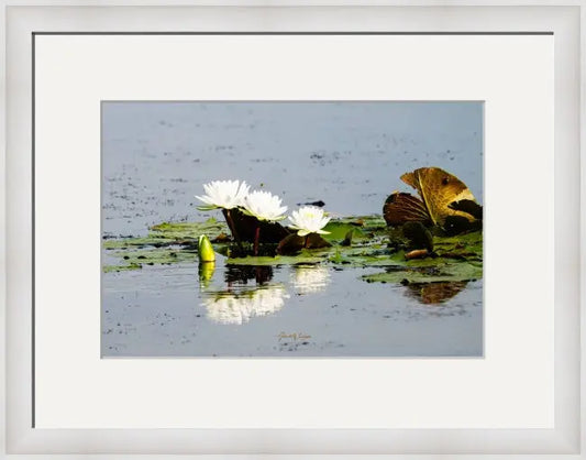 Water Lilies Antoinette Washington Photography